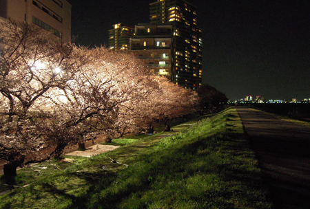 桜014.jpg