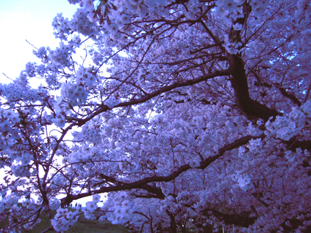 桜019.jpg