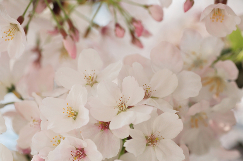 sakura.jpg